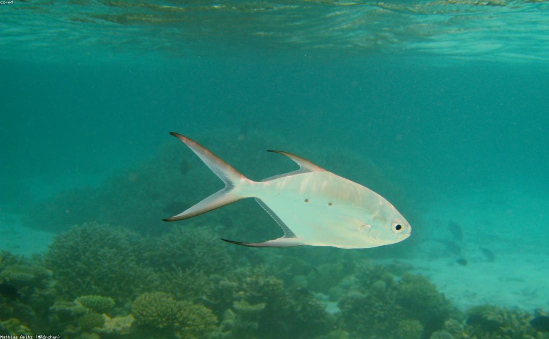 Green sea turtle on Oahu's North Shore