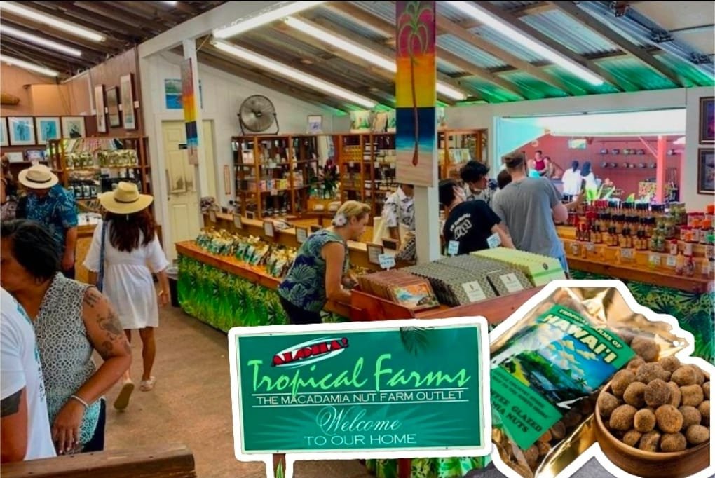 Macadamia nut and coffee tasting stand on the windward coast of Oahu